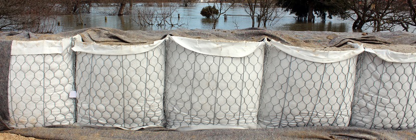 豚鼠變態反應模型