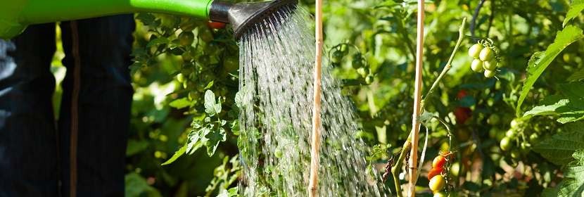 一水硫酸亞鐵檢測