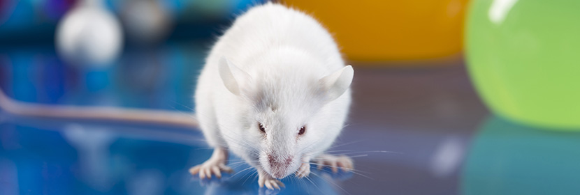 急性經皮毒性試驗