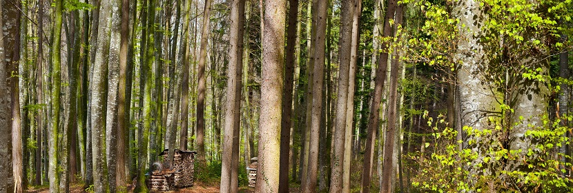 林業(yè)碳匯開發(fā)認證